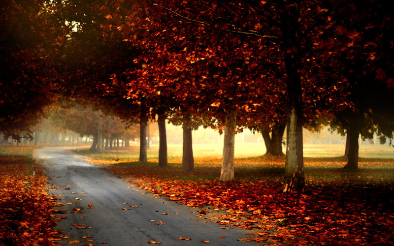 Autumn Road with Trees — Orange, Serene, Photograph, Leaves, Path