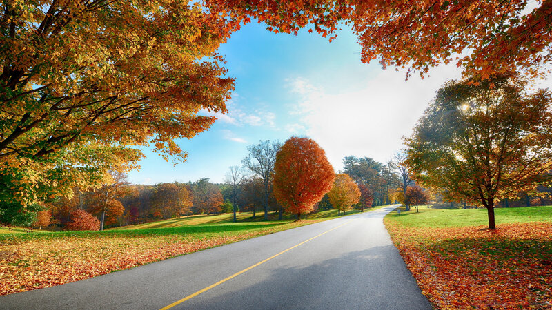 Autumn Road with Trees — Orange, Serene, Photograph, Leaves, Sky