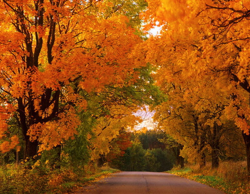 Autumn Road with Trees — Orange, Serene, Photograph, Leaves