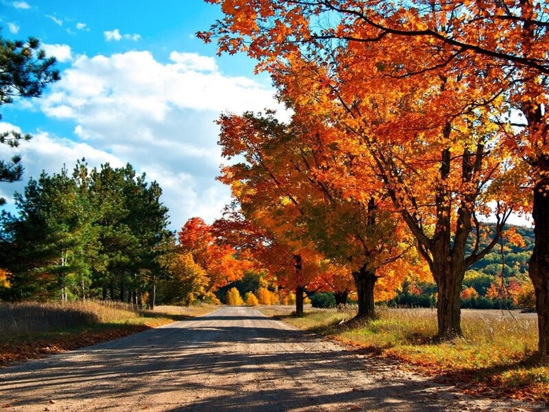 Autumn Road with Trees — Orange, Serene, Photograph, Sky, Fallen Leaves
