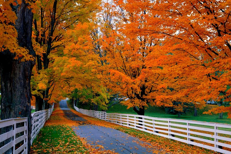 Autumn Road with Trees — Orange, Serene, Photograph, White Fence, Fallen Leaves