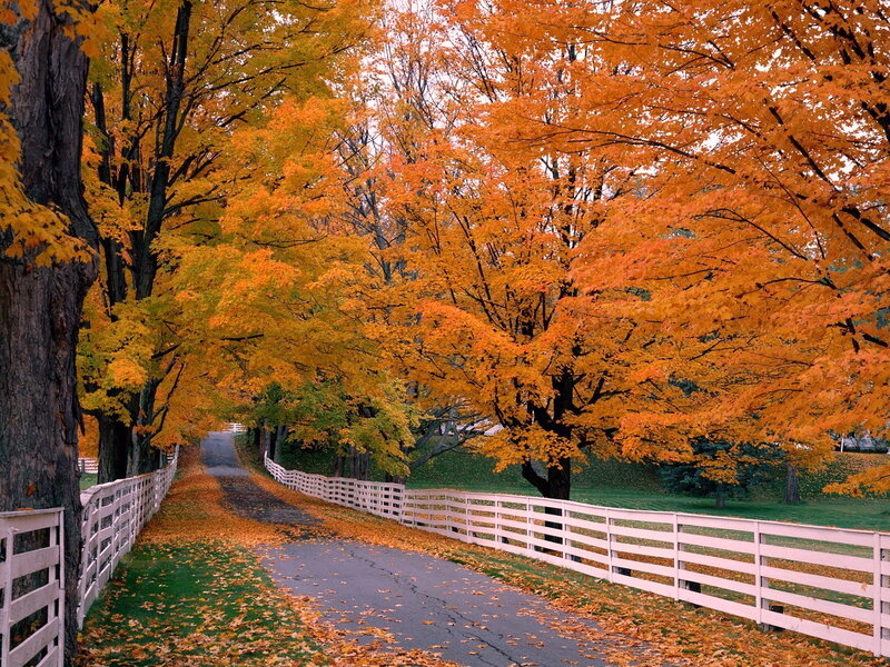 Autumn Road with Trees — Orange, Serene, Photograph, White Fence