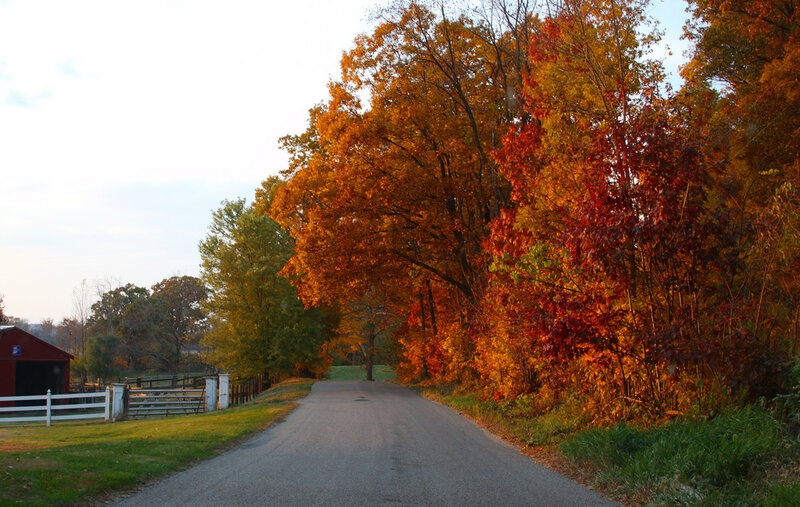 Autumn Road with Trees — Orange, Serene