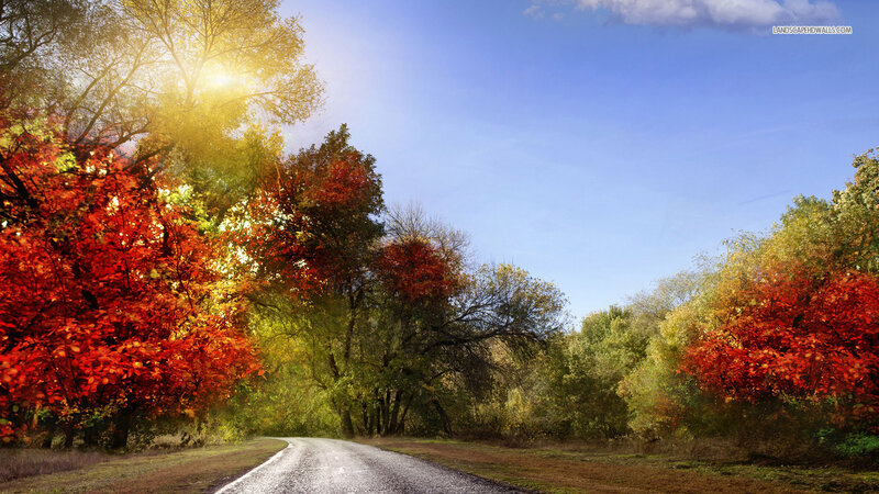 Autumn Road with Trees — Red, Serene, Photograph, Sunlight
