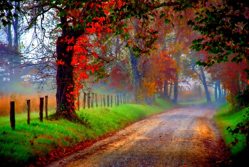 Autumn Road with Trees — Red, Serene, Photograph