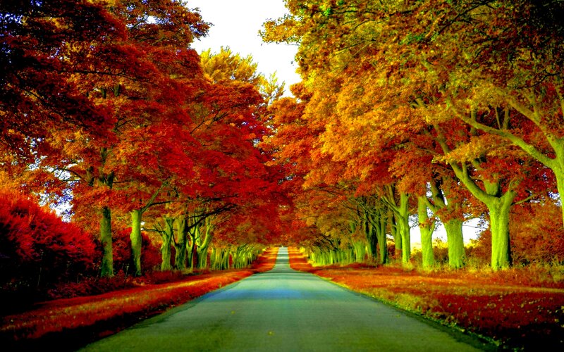 Autumn Road with Trees — Red, Serene