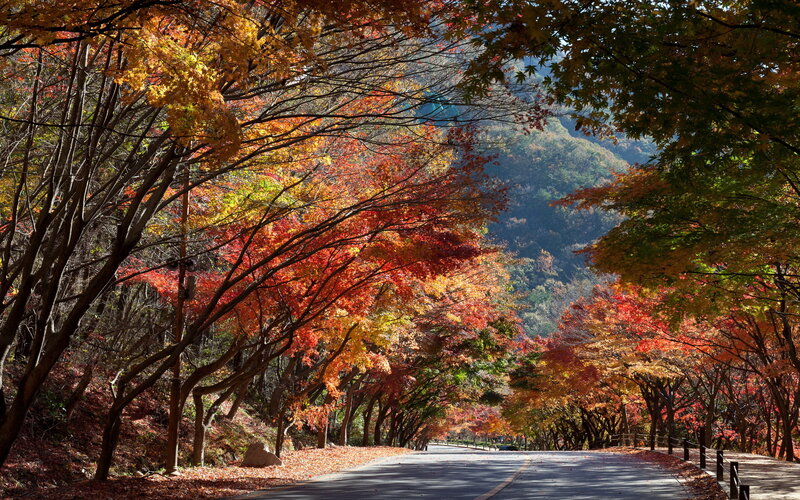 Autumn Road with Trees — Red