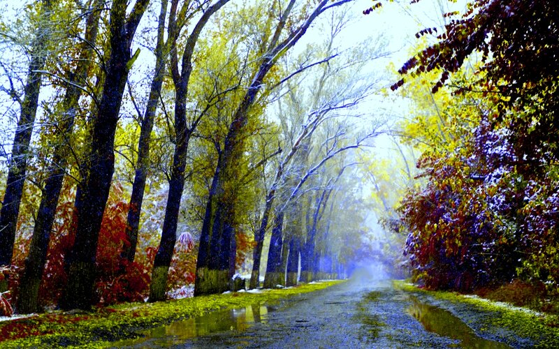 Autumn Road with Trees — Yellow, Serene, Digital Art