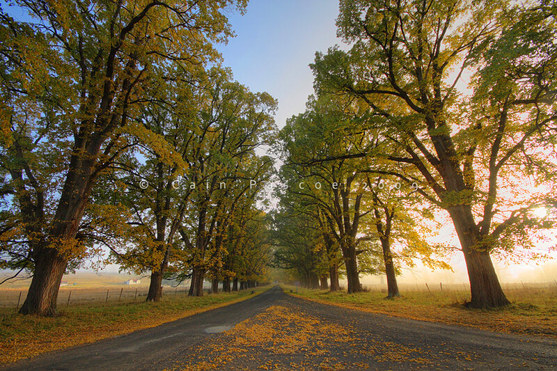 Autumn Road with Trees — Yellow, Serene, Morning