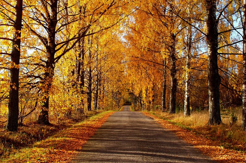 Autumn Road with Trees — Yellow, Serene, Photograph, Leaves, Sky