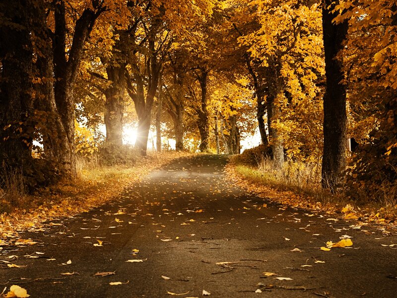 Autumn Road with Trees — Yellow, Serene, Photograph, Leaves, Sunlight