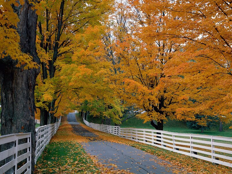 Autumn Road with Trees — Yellow, Serene, Photograph, White Fence