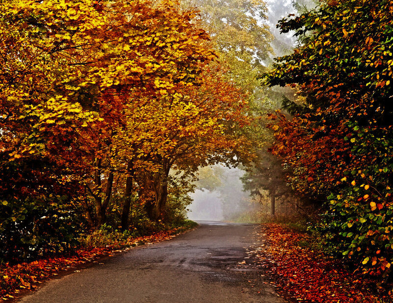 Autumn Road with Trees — Yellow, Serene