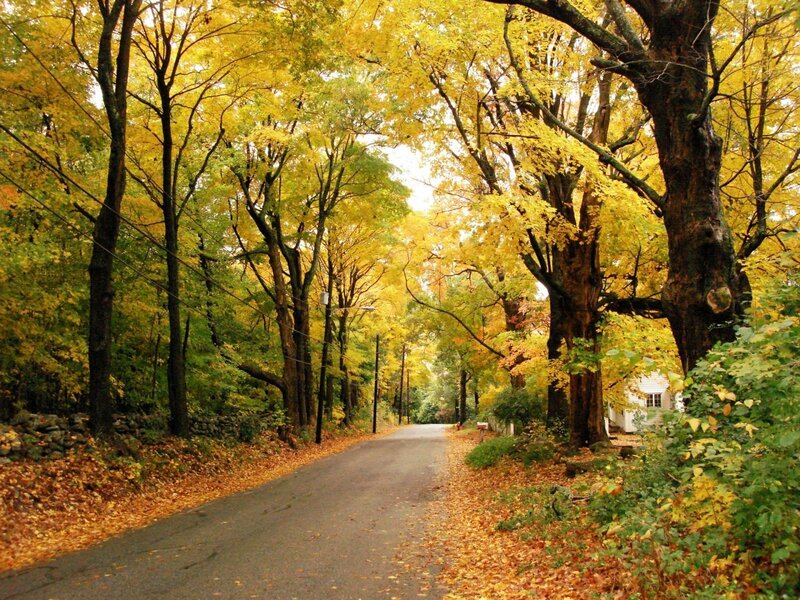 Autumn Road with Trees — Yellow