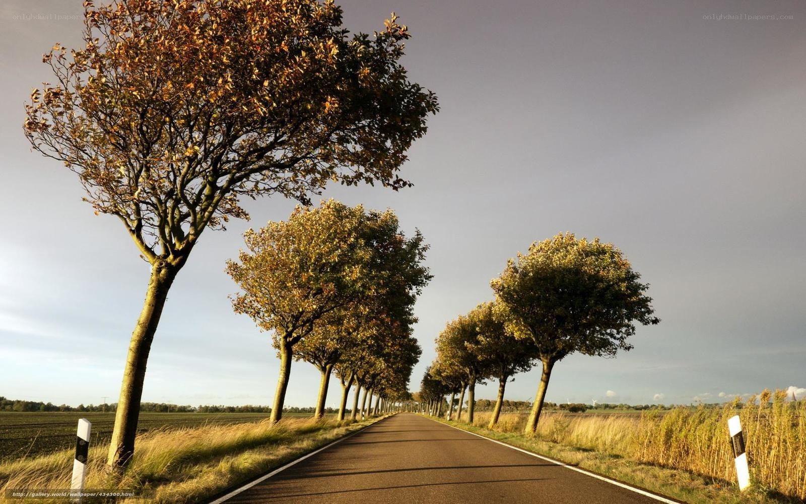 Autumn road with trees