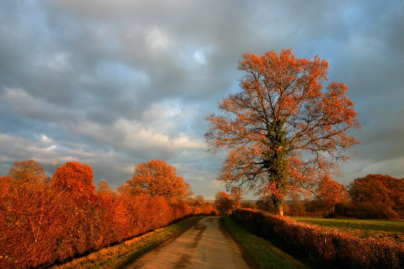 Autumn road with vibrant trees