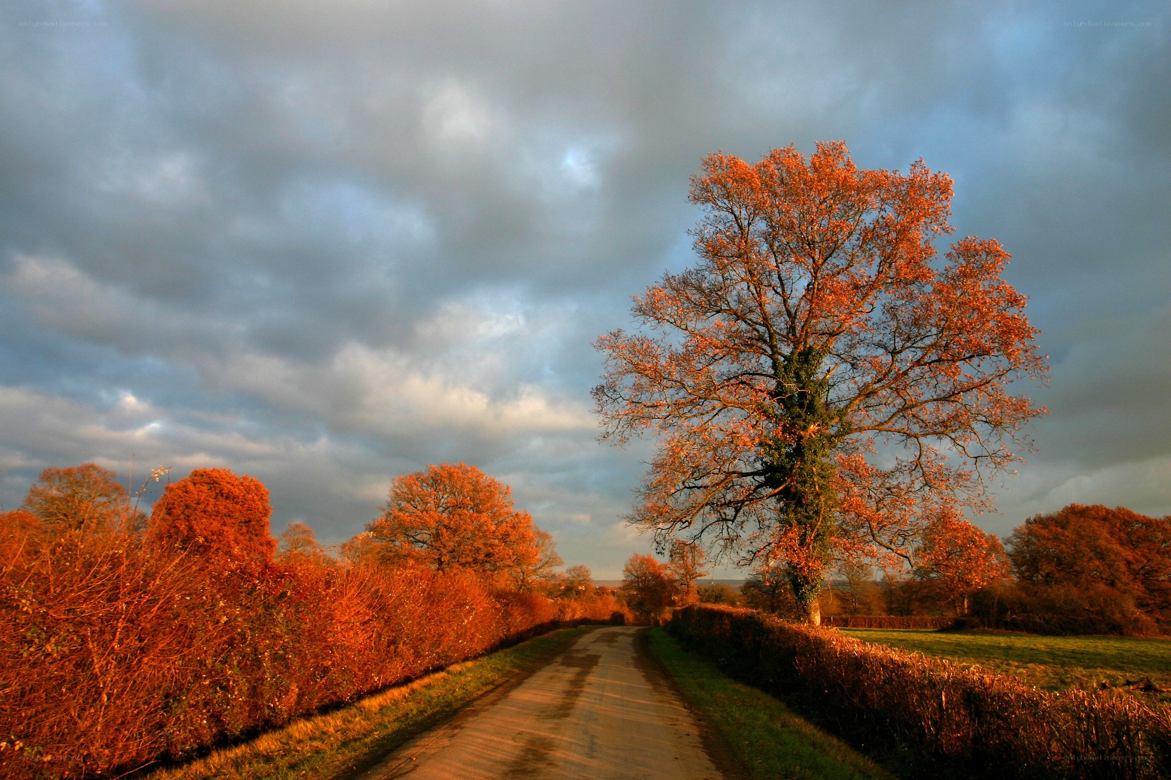 Autumn road with vibrant trees