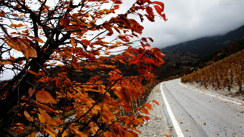 Autumn road with vineyard