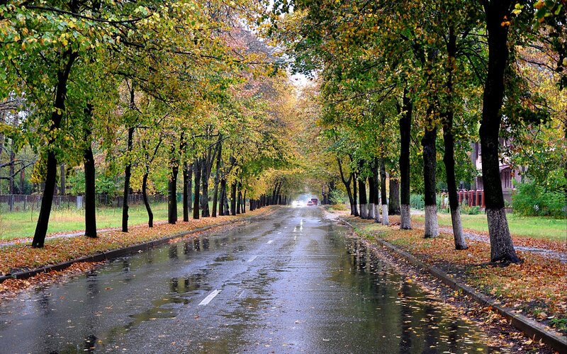 Autumn road with wet pavement