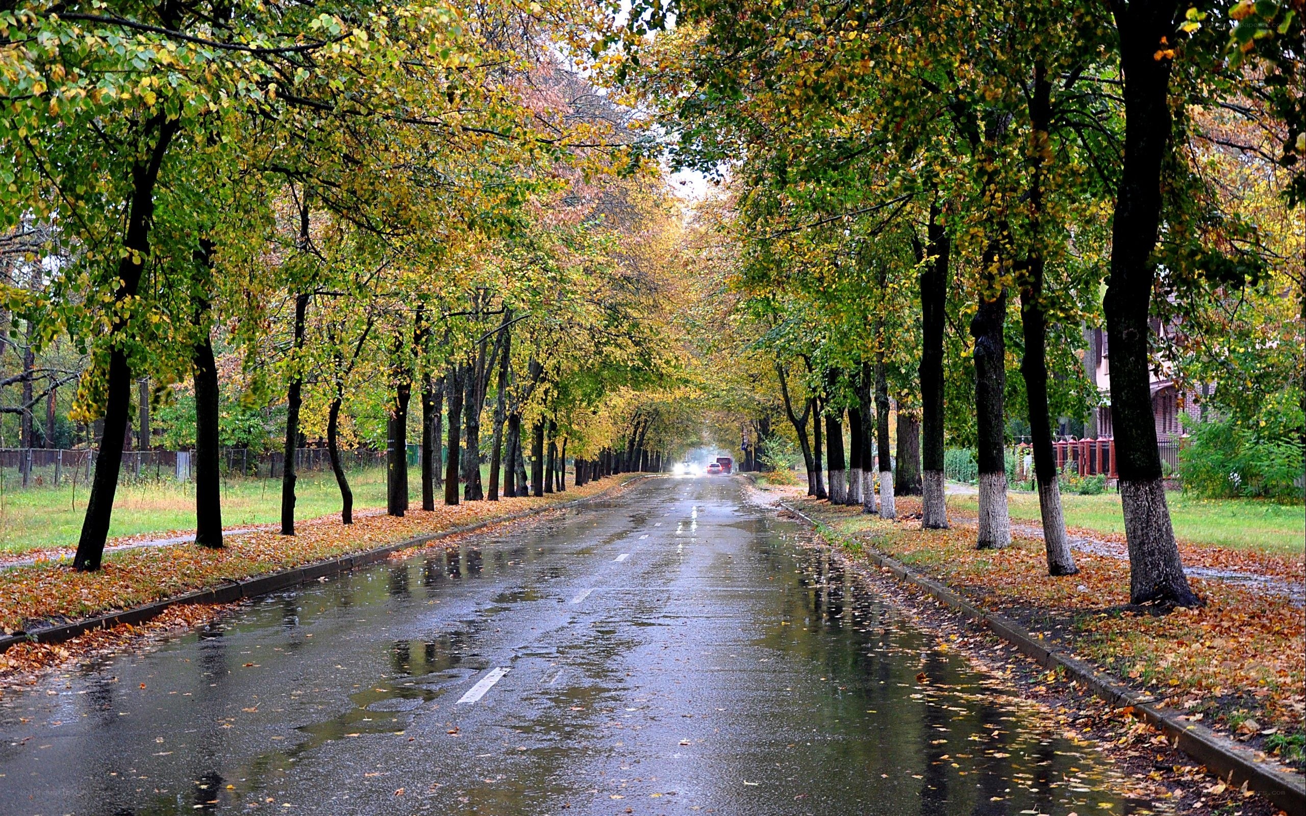 Autumn road with wet pavement