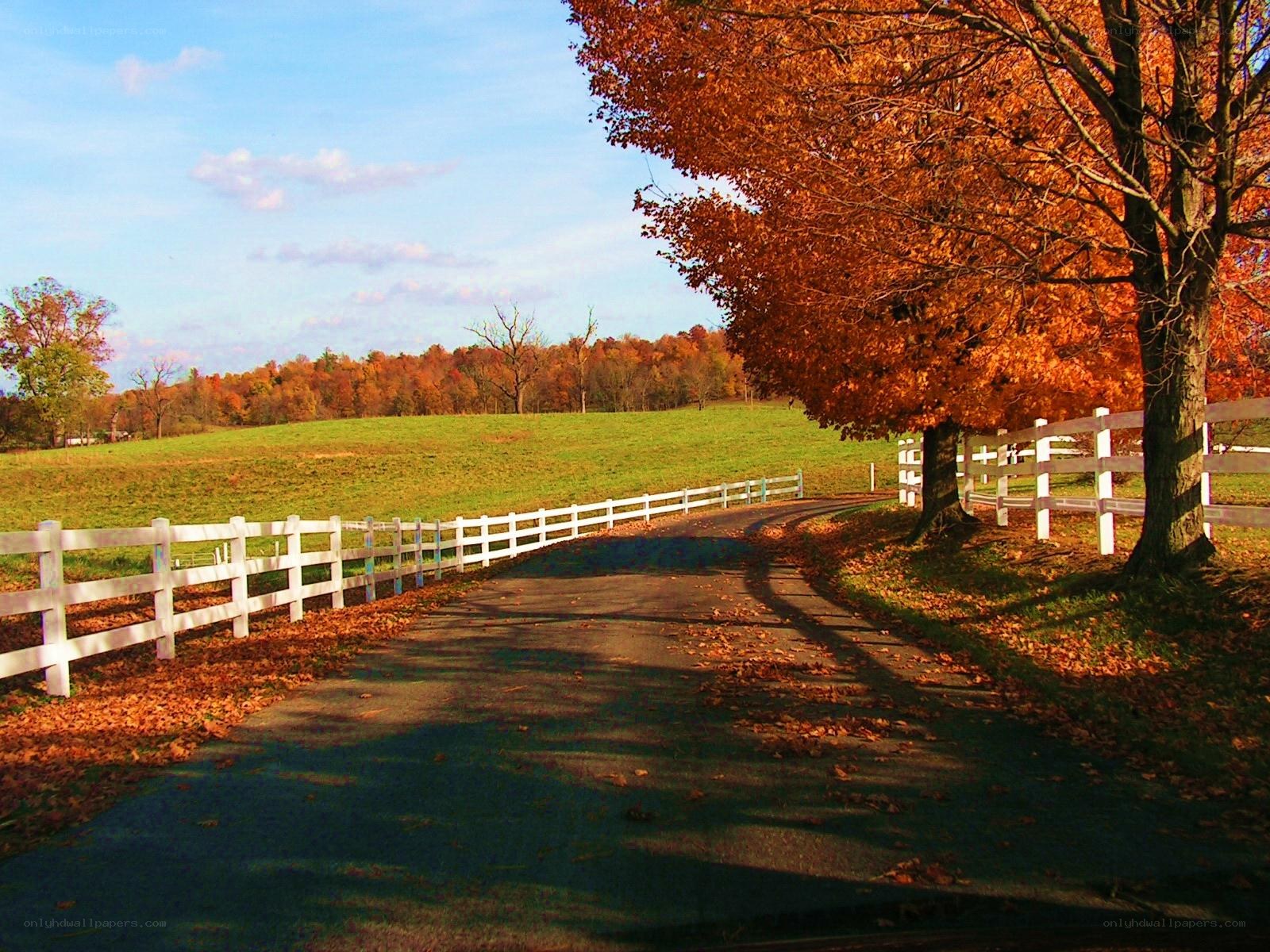 Autumn road with white fence