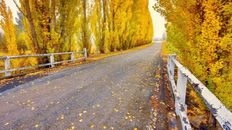 Autumn Road with Yellow Leaves