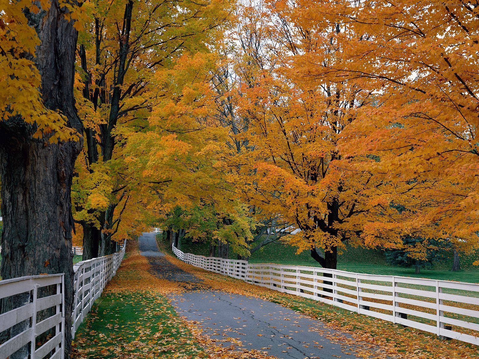Autumn road with yellow trees