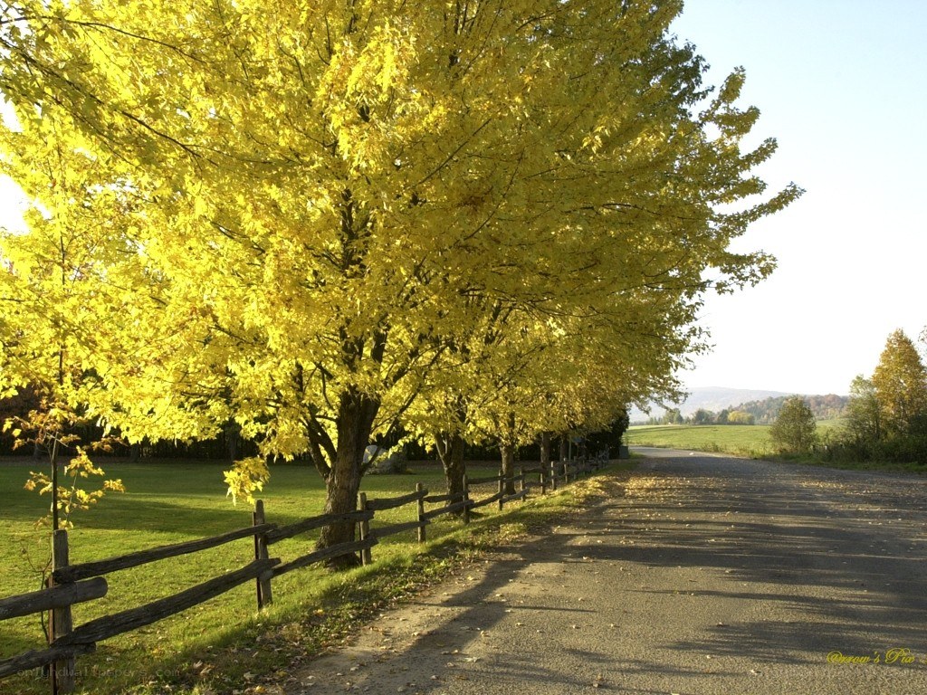 Autumn road with yellow trees