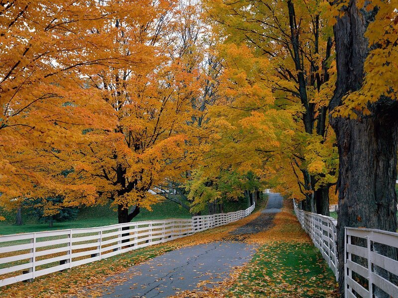 Autumn road with yellow trees