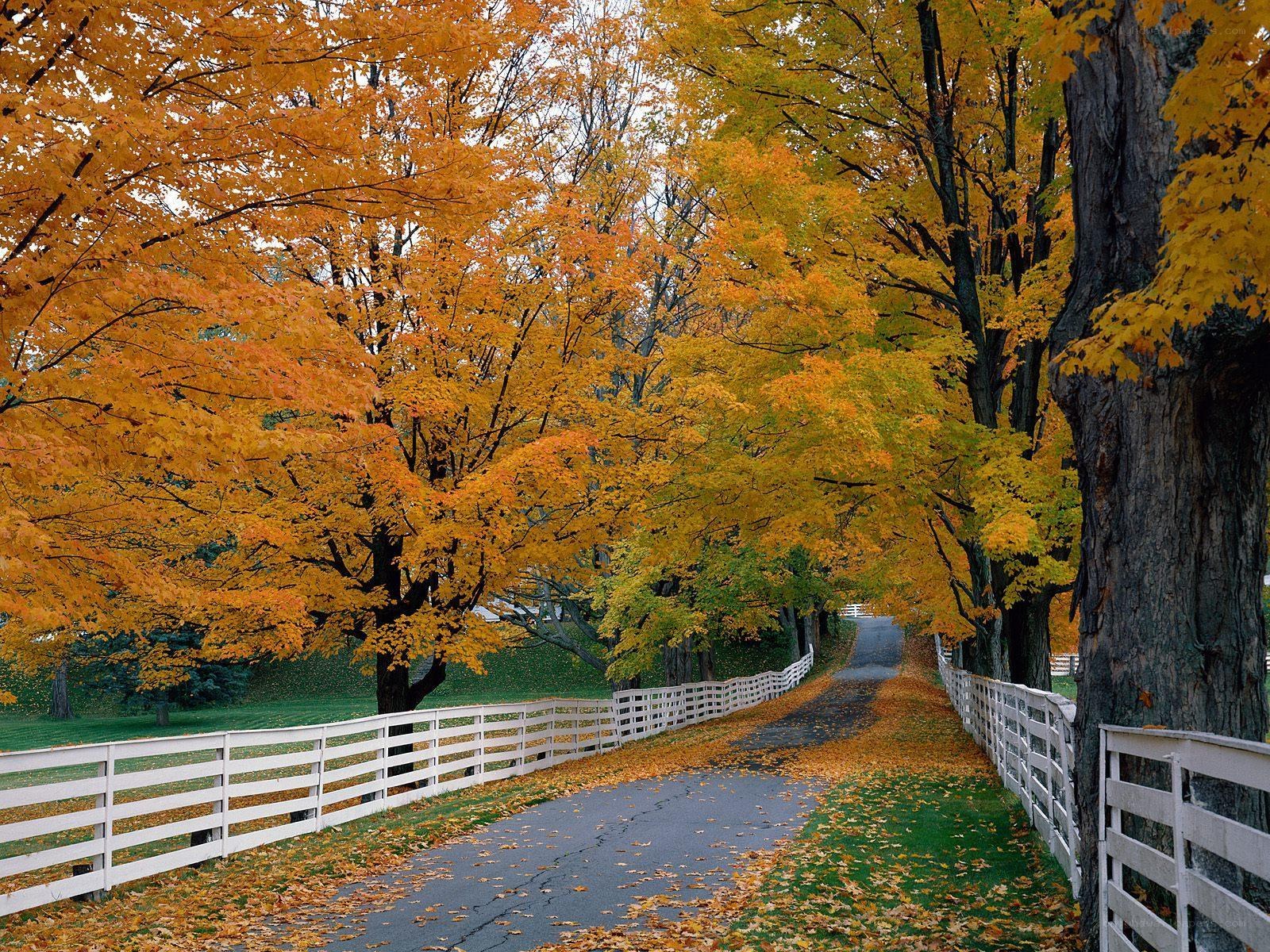 Autumn road with yellow trees