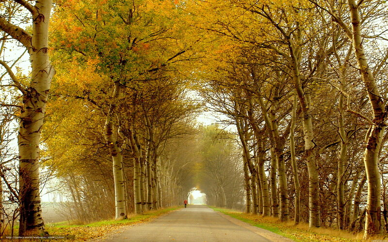 Autumn road with yellow trees