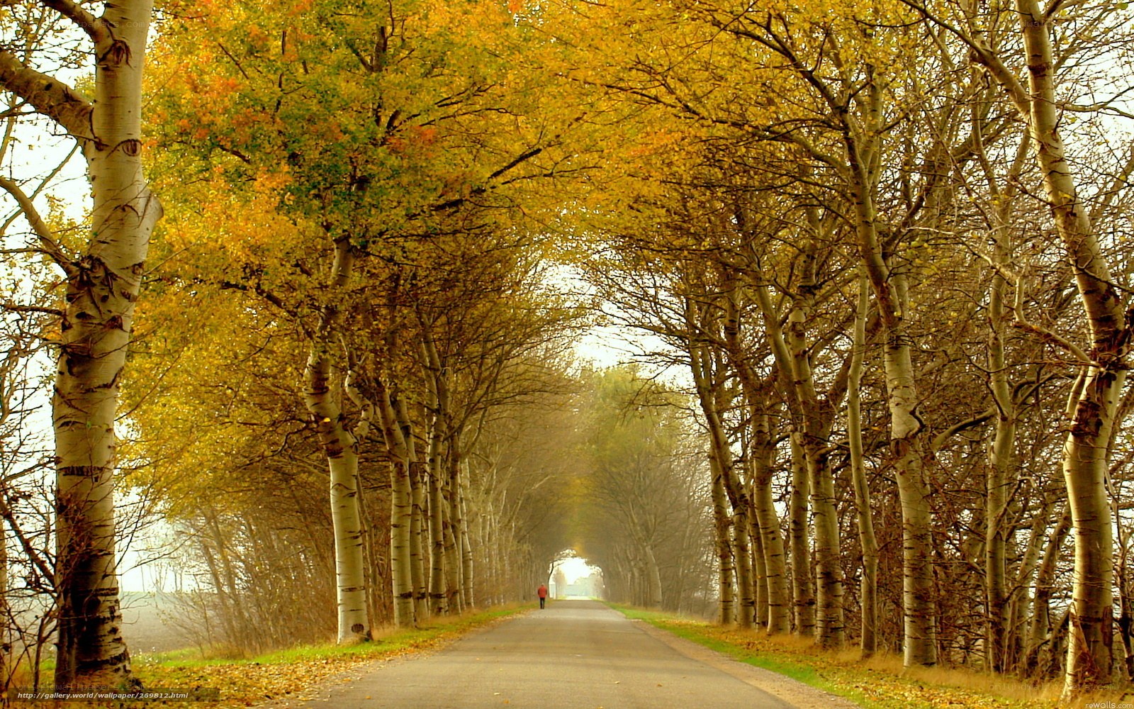 Autumn road with yellow trees