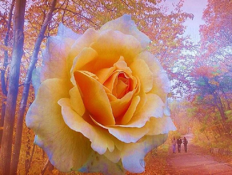 Autumn rose in forest