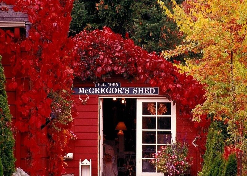 Autumn shed with red leaves