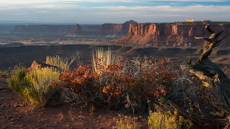 Autumn Shrub on Canyon Rim