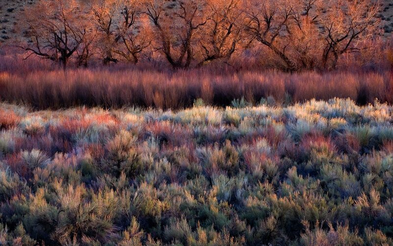 Autumn Shrubs and Trees