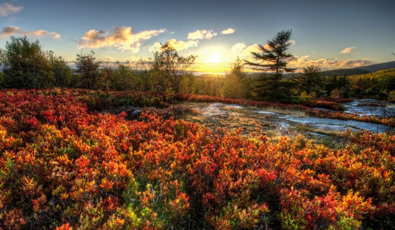 Autumn Shrubs at Sunset — Red
