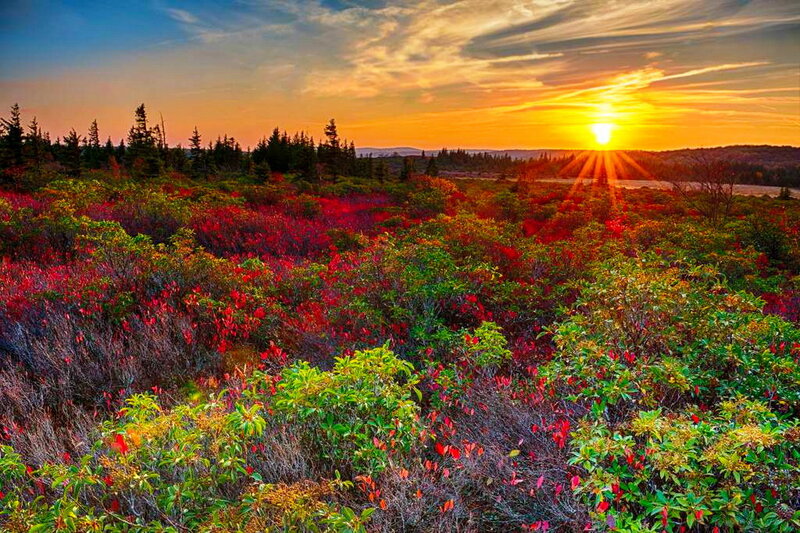 Autumn Shrubs at Sunset