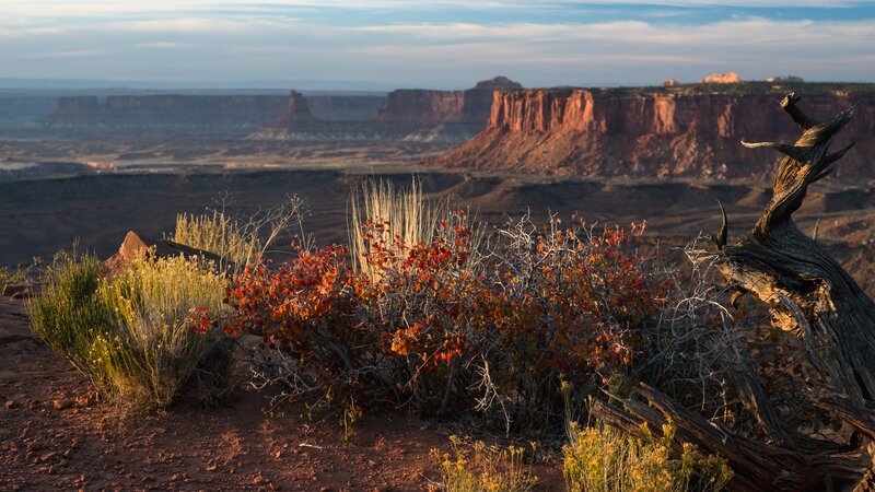Autumn Shrubs in Canyon