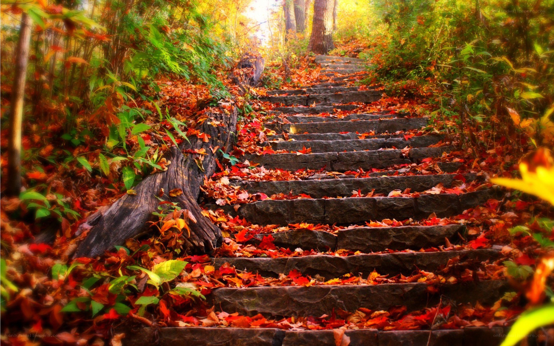 Autumn stairs in the forest
