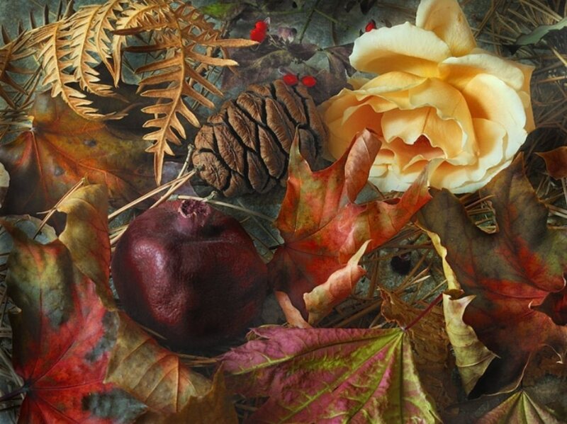 Autumn still life with rose