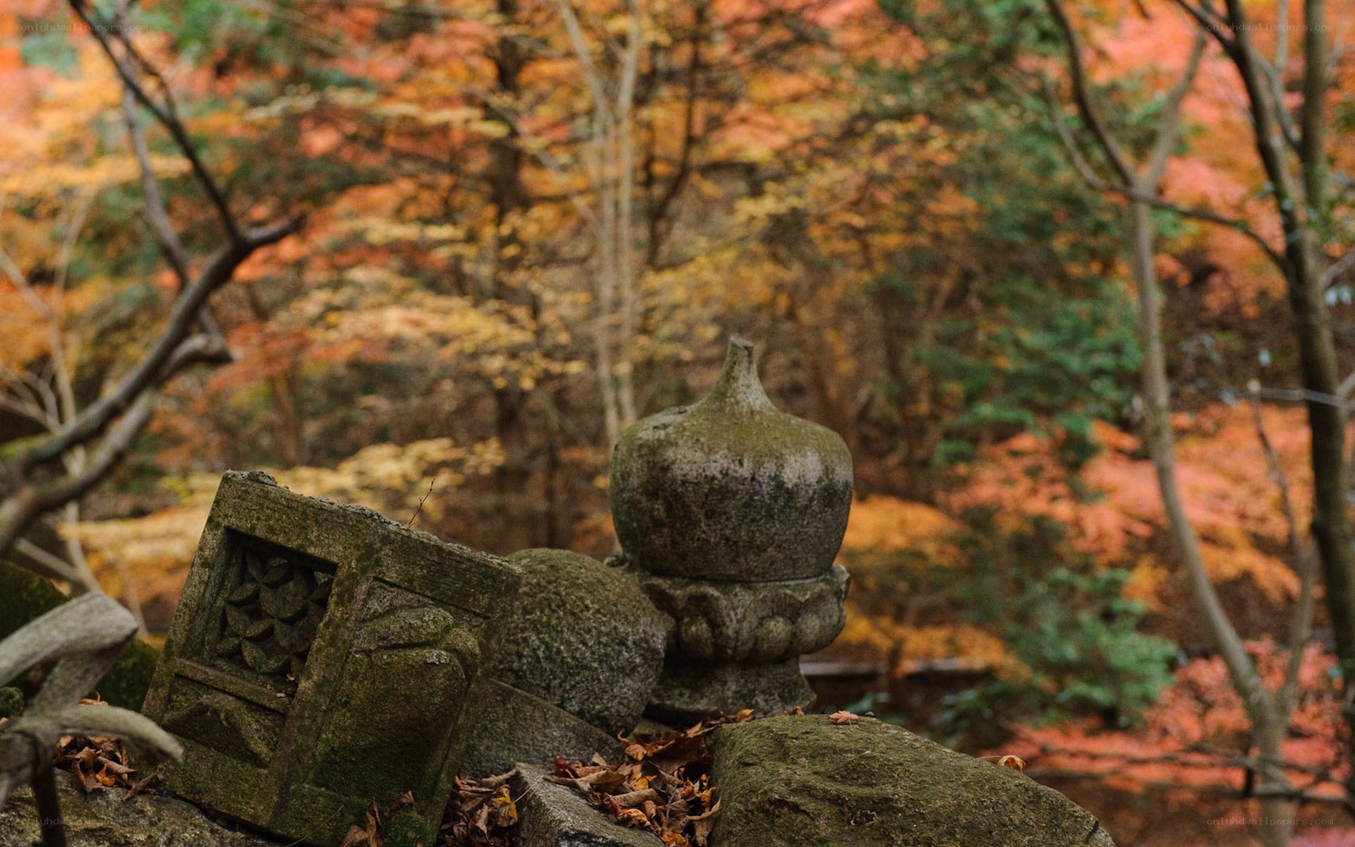 Autumn stones in a forest