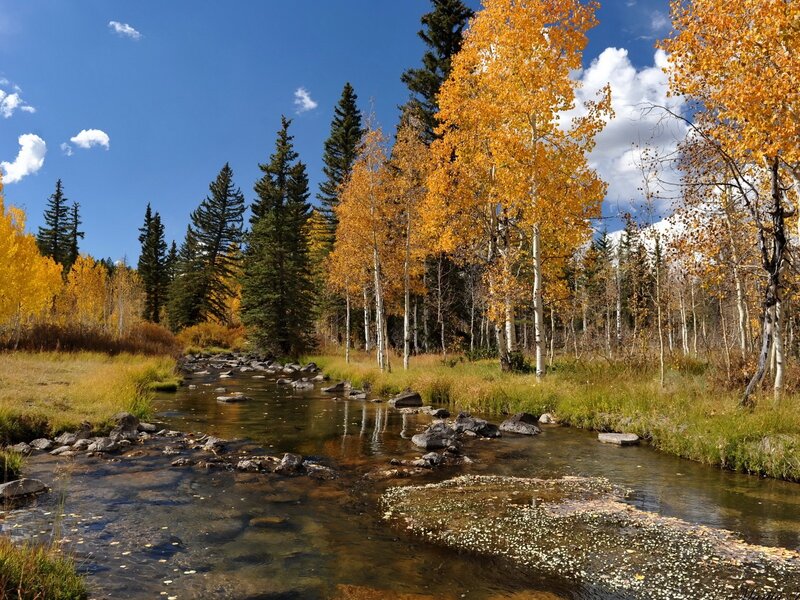 Autumn stream in a forest