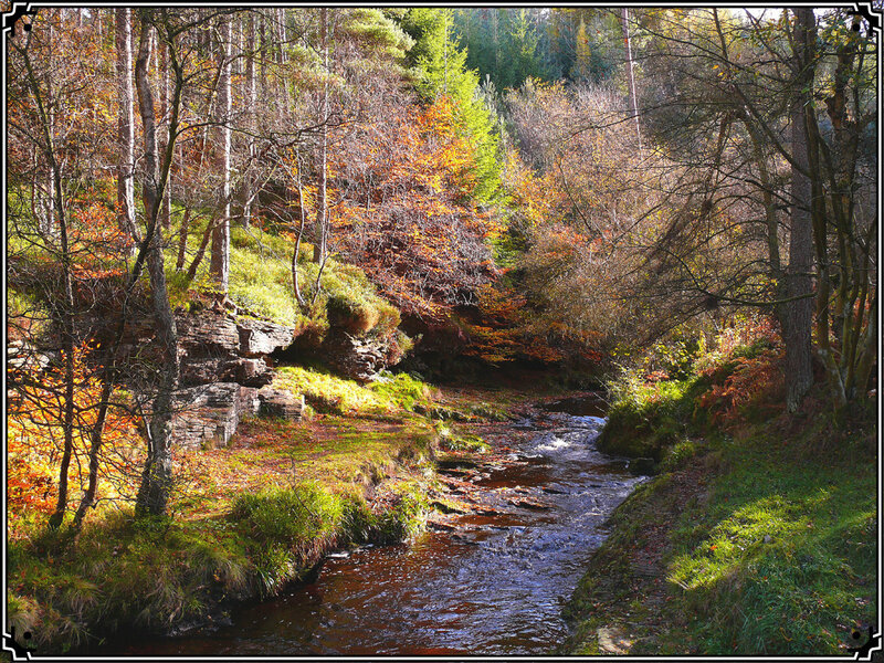 Autumn stream in a forest