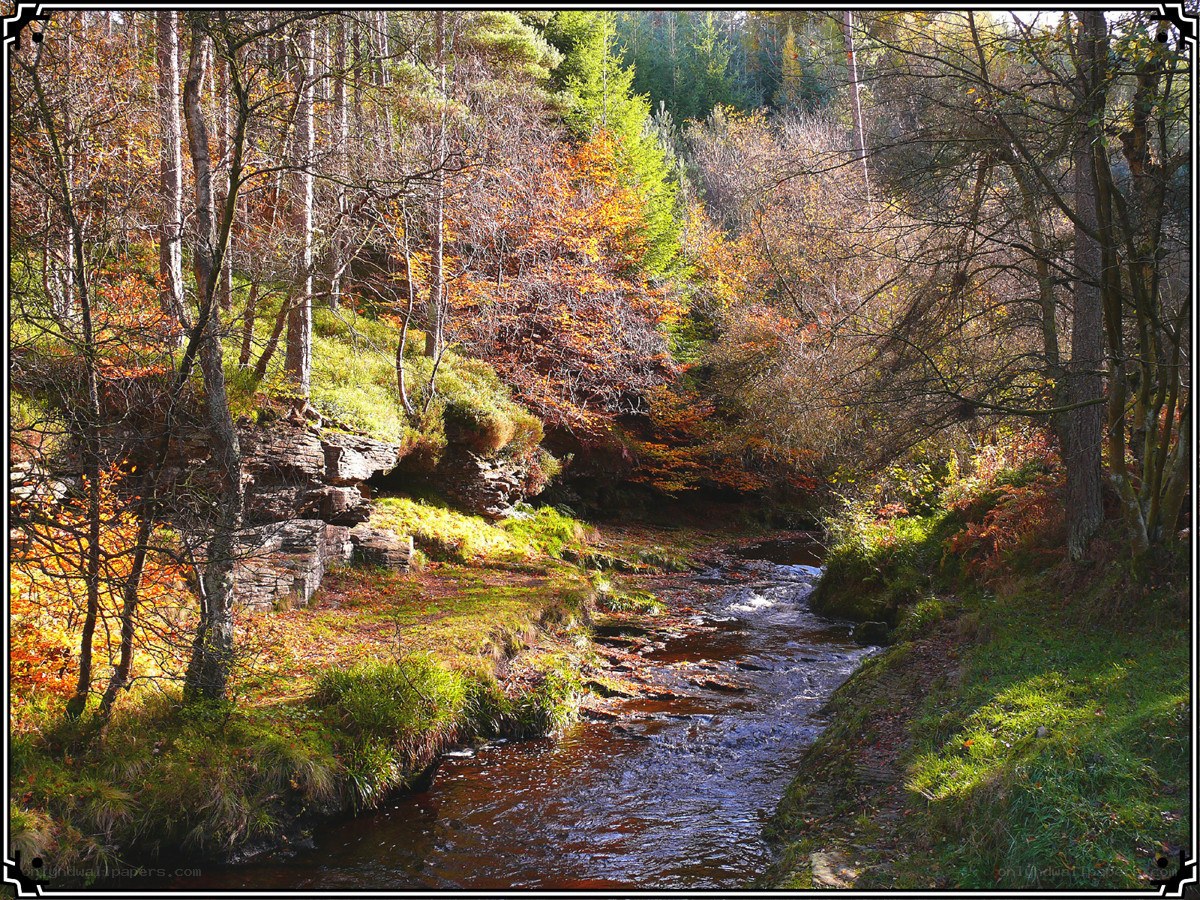 Autumn stream in a forest