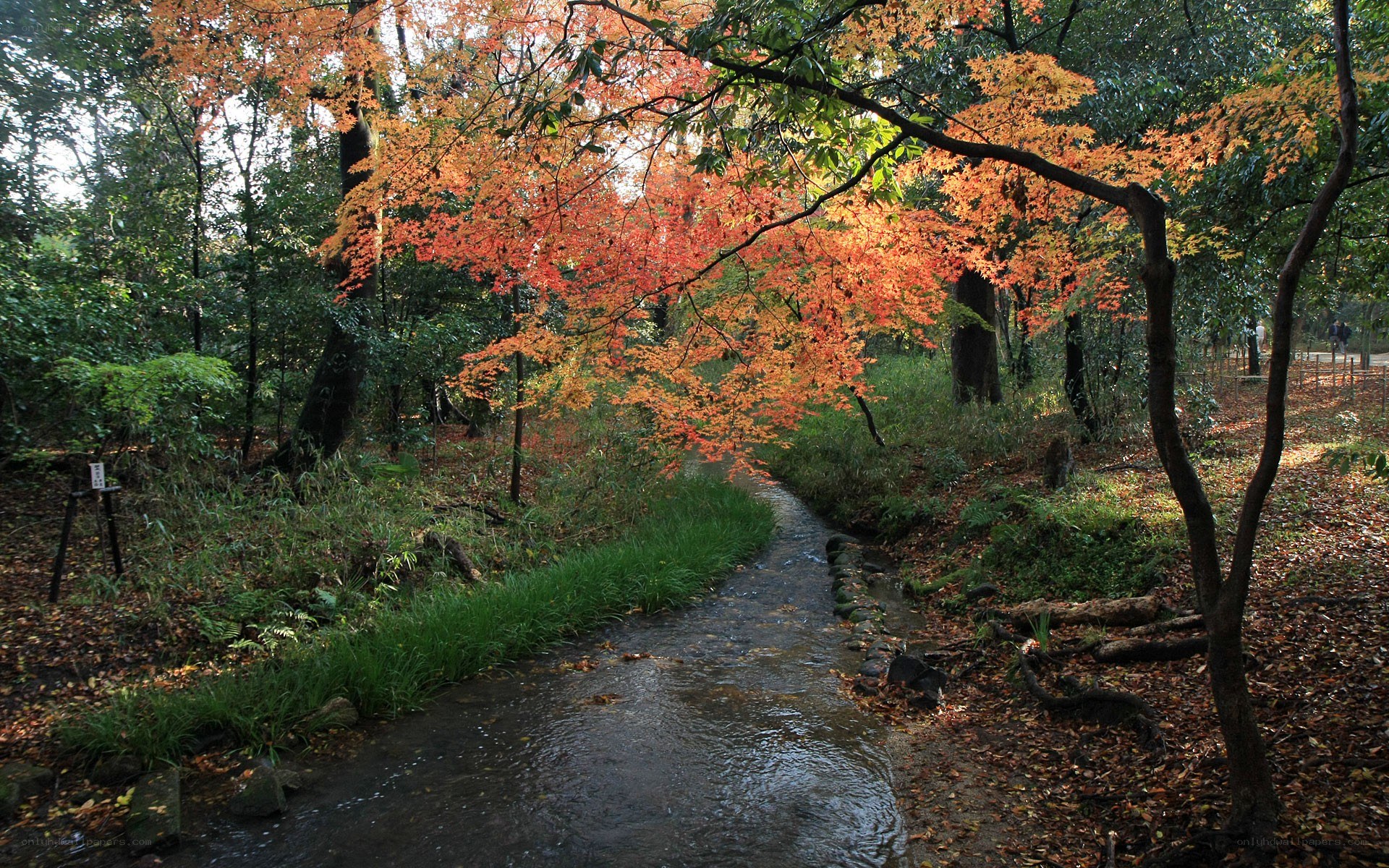Autumn stream in a forest