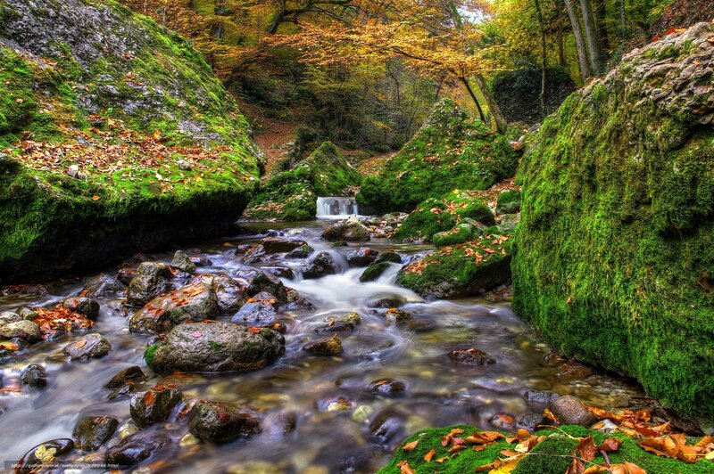 Autumn stream in a mossy forest