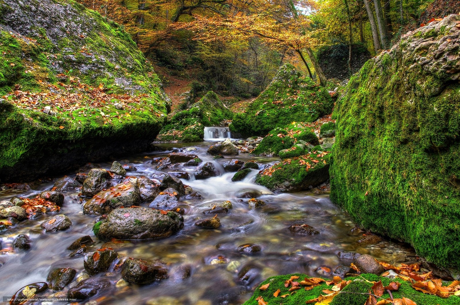Autumn stream in a mossy forest