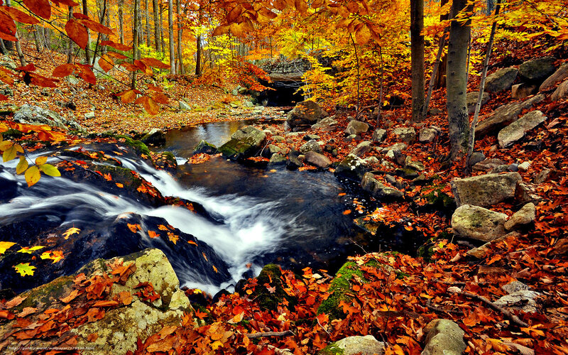 Autumn stream in forest