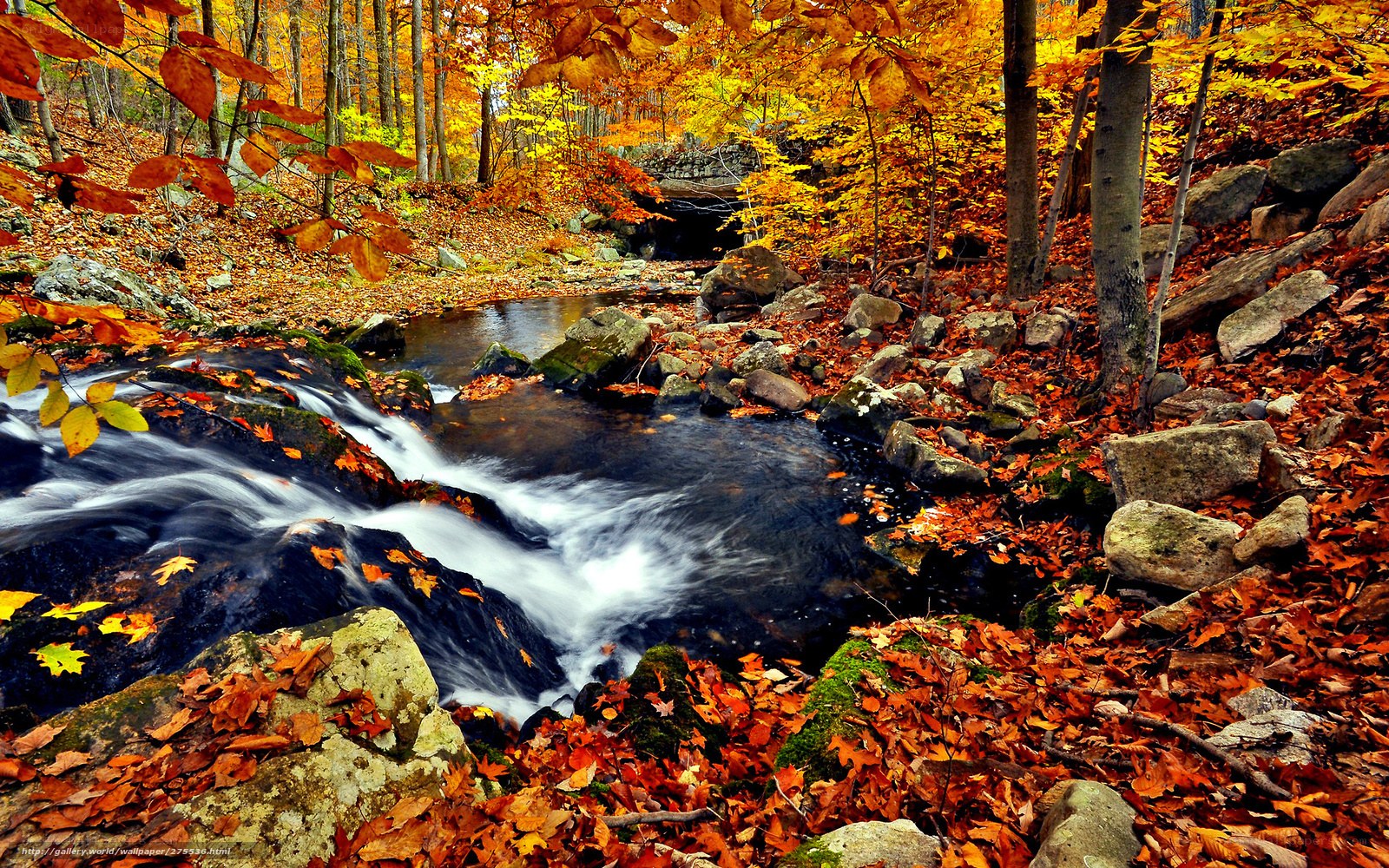 Autumn stream in forest